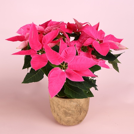 Пуансеттия розовая в горшке