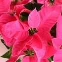 Пуансеттия розовая в горшке