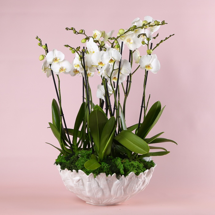 Композиція "Ніжність фаленопсисів"