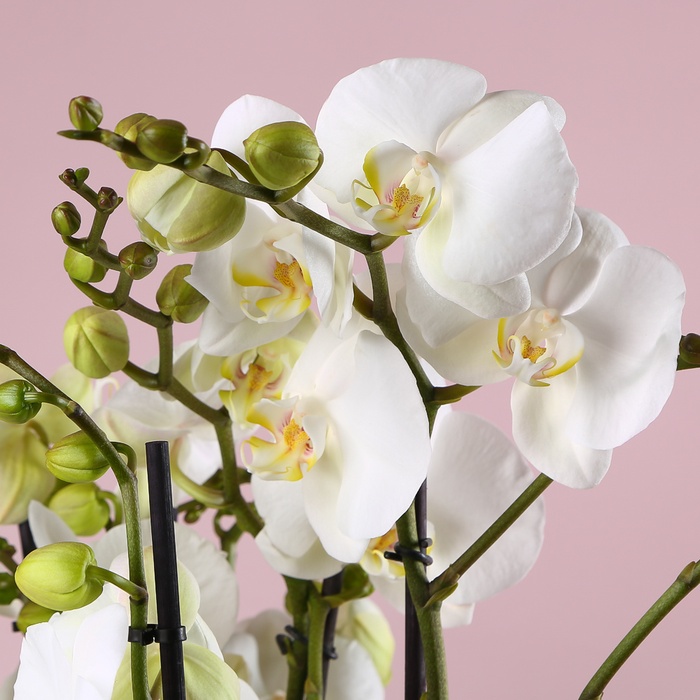 Композиція "Ніжність фаленопсисів"