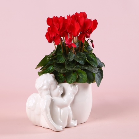 Цикламен в кашпо