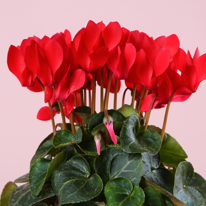 Цикламен в кашпо