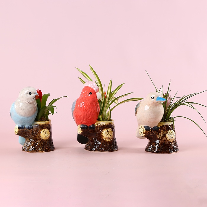 Бромелія мікс в декоративному кашпо