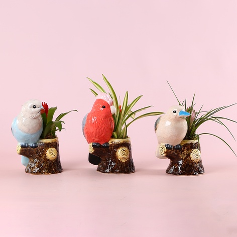 Бромелія мікс в декоративному кашпо