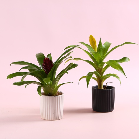 Врієзія в горщику