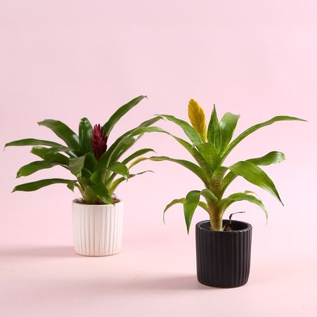 Врієзія в горщику