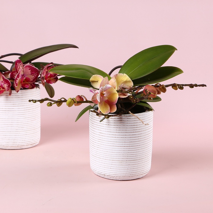 Фаленопсис Phalaenopsis L'arrangeur D'orchidee