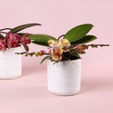 Фаленопсис Phalaenopsis L'arrangeur D'orchidee
