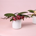 Фаленопсис Phalaenopsis L'arrangeur D'orchidee
