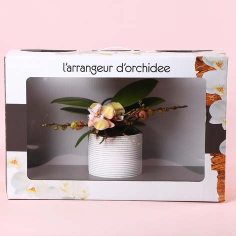 Фаленопсис Phalaenopsis L'arrangeur D'orchidee