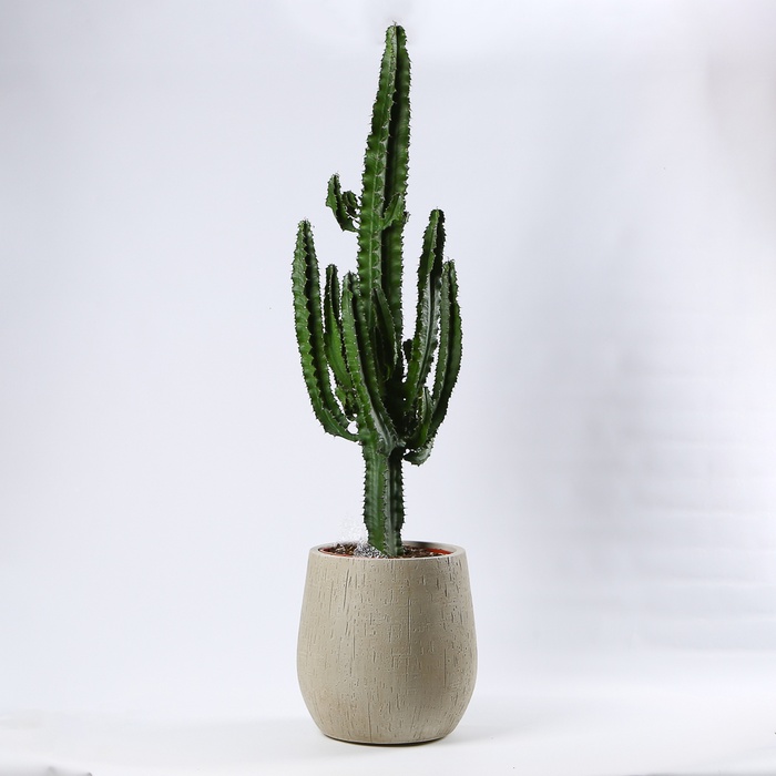Кактус Еуфорбія в кашпо, XL