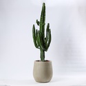 Кактус Еуфорбія в кашпо, XL