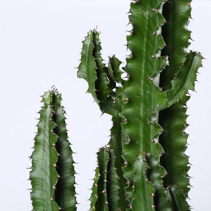 Кактус Еуфорбія в кашпо, XL