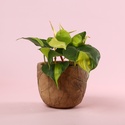 Філодендрон (Philodendron Scandens Brasil) в горщику, S