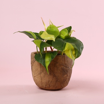 Філодендрон (Philodendron Scandens Brasil) в горщику, S