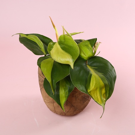 Филодендрон (Philodendron Scandens Brasil) в горшке, S