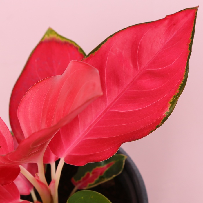 Аглаонема Cherry baby red в горшке