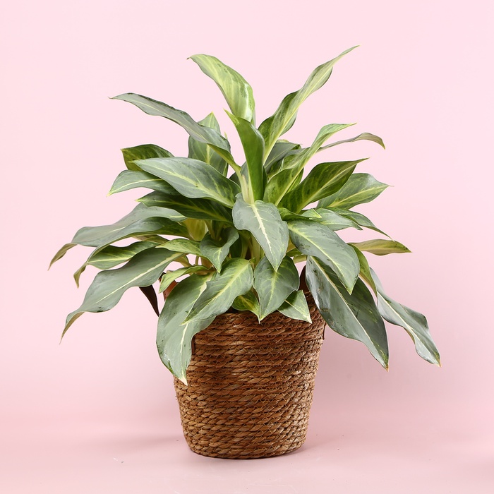 Аглаонема Aqua Green в горшке