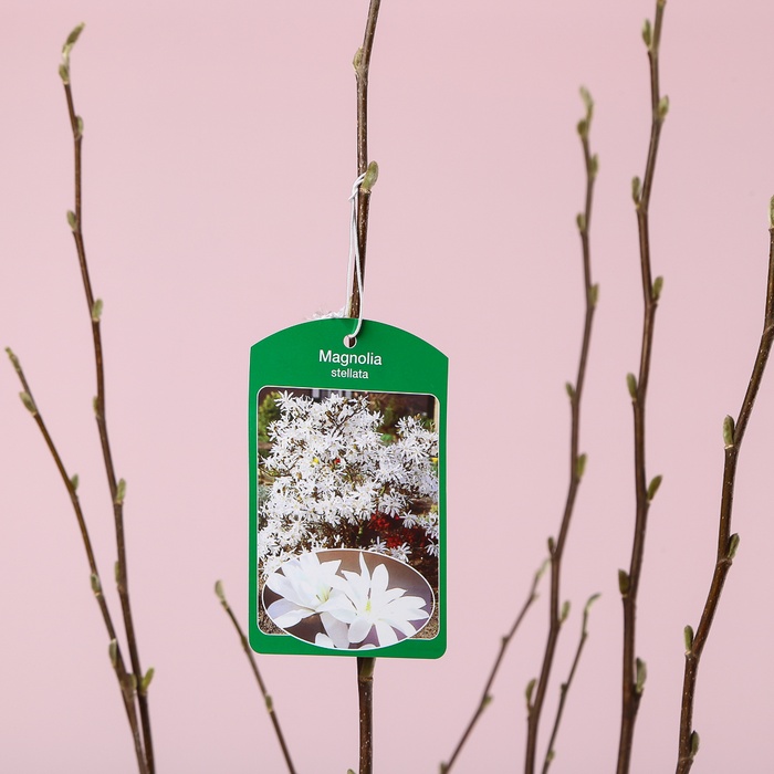 Магнолія Stellata в горщику