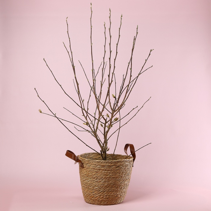 Магнолія Stellata в горщику