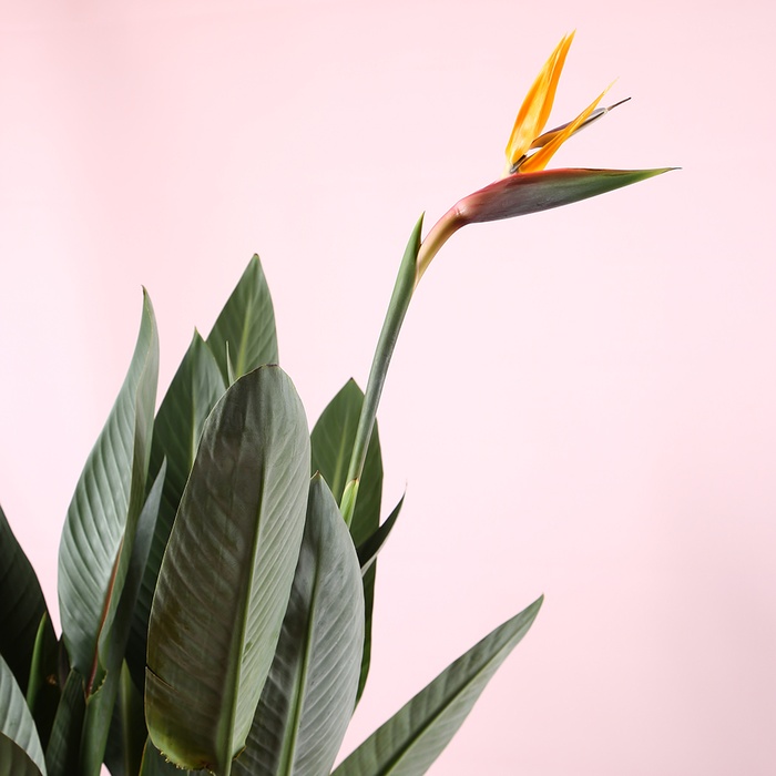 Стреліція у горщику, L