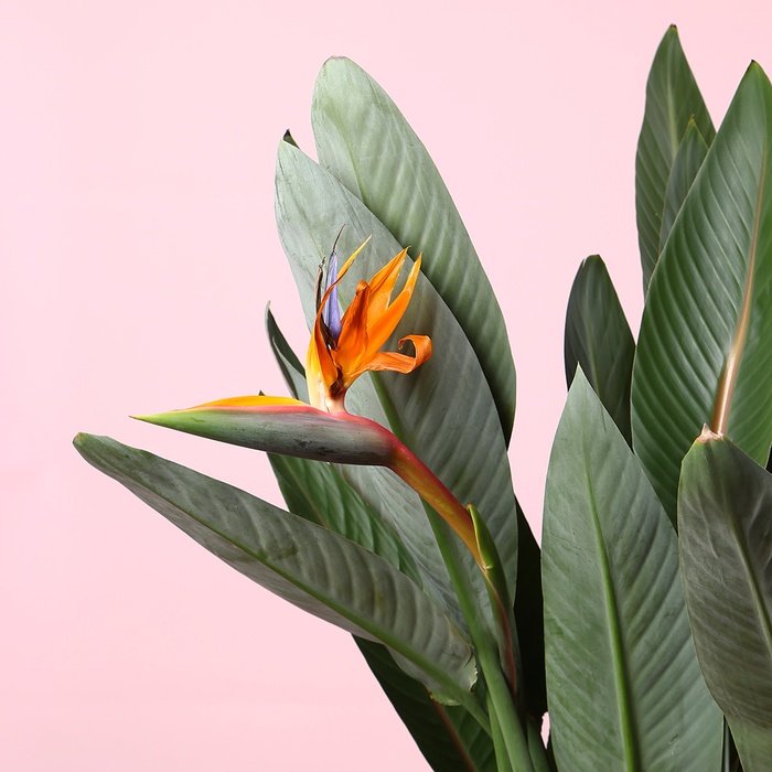 Стреліція у горщику, L