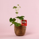 Клубника «Fragaria Beltran» в горшке