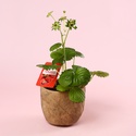 Клубника «Fragaria Beltran» в горшке