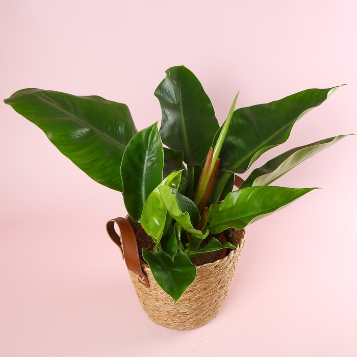 Філодендрон (Philodendron Imperial Green) в горщику