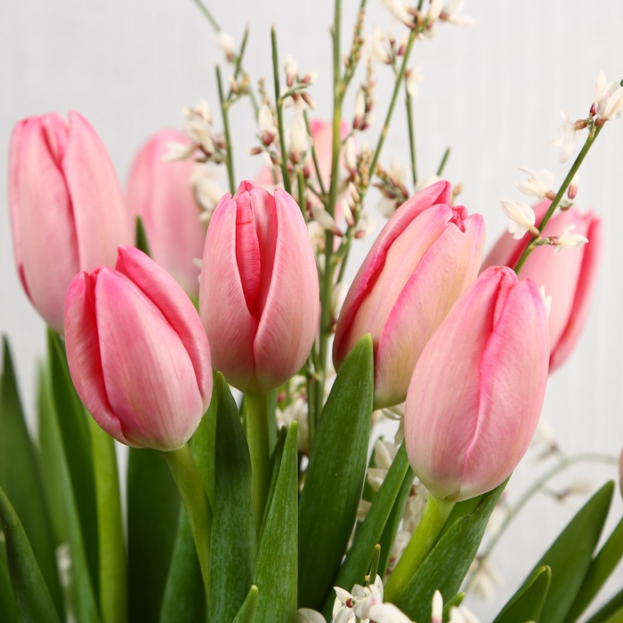 Букет 21 рожевий тюльпан