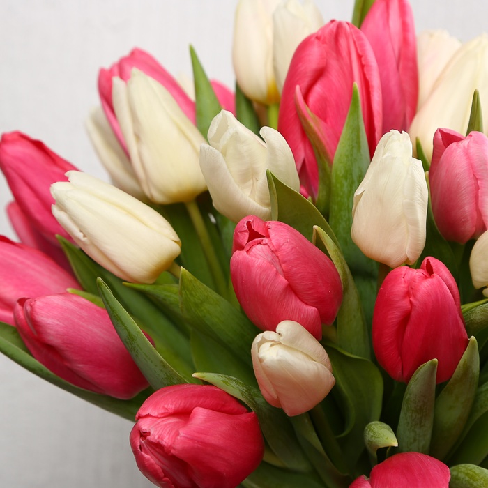 Букет 51 яскравий тюльпан